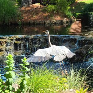 Roswell Flying Crane over the Waterfalls *