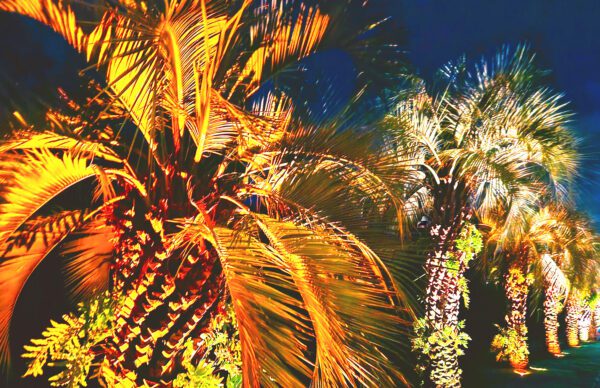 Night Palm Trees *