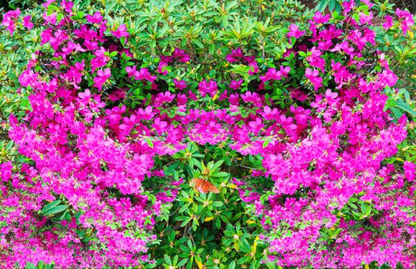 Azaleas in Bloom *