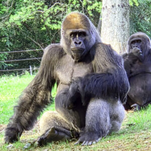 Gorilla Grandparents *