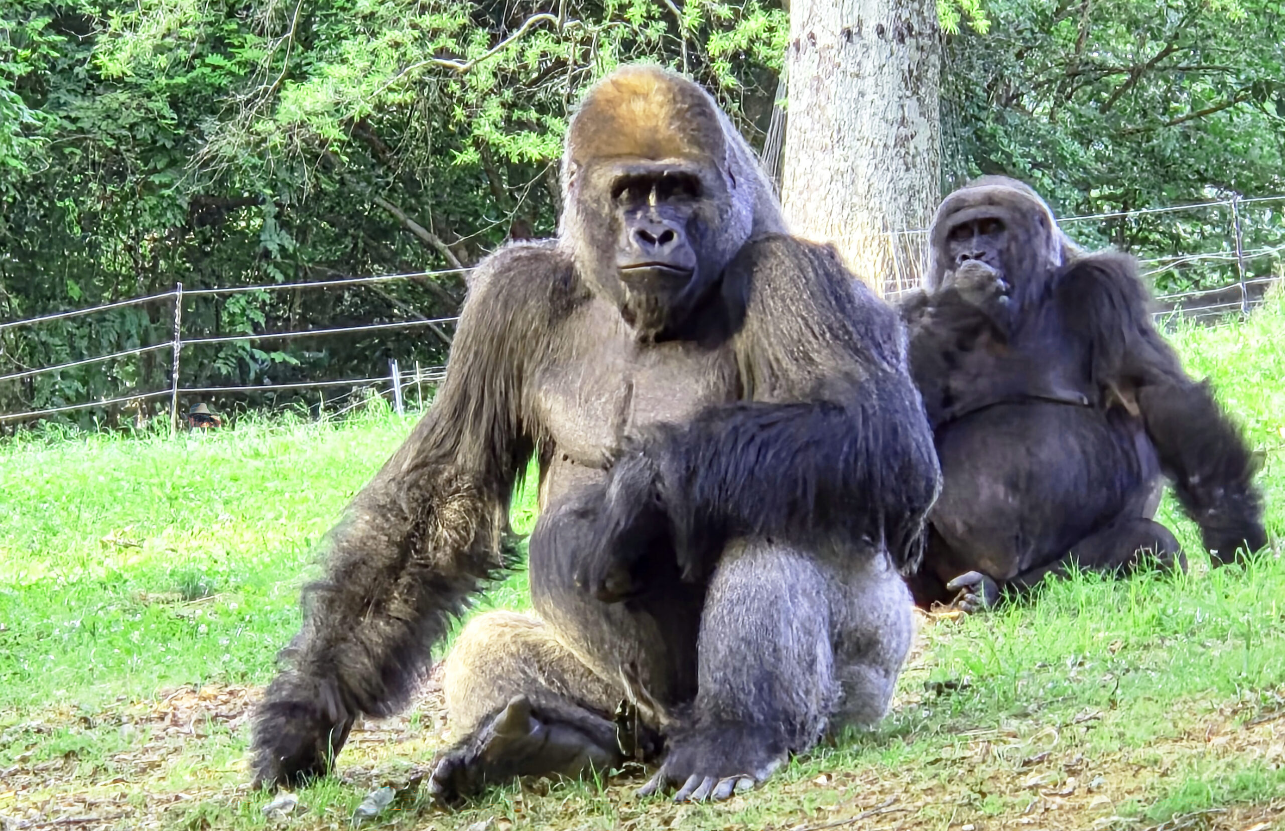 Gorilla Grandparents *