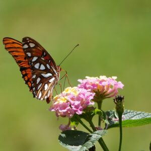 Monarch Butterfly on Pink Flowers *