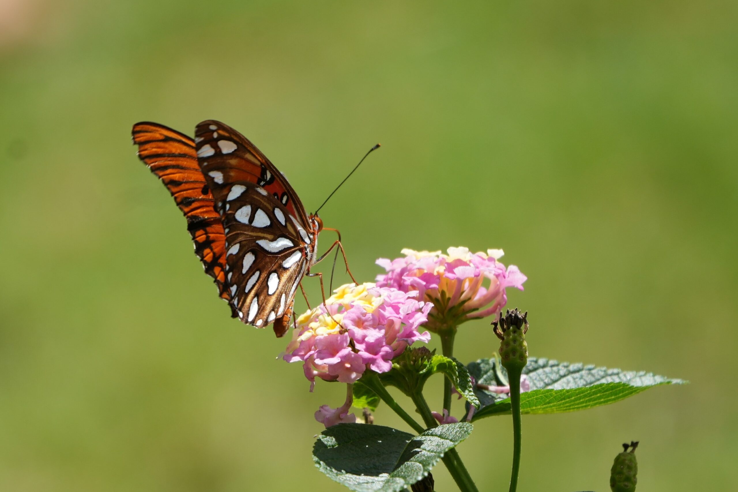Monarch Butterfly on Pink Flowers *