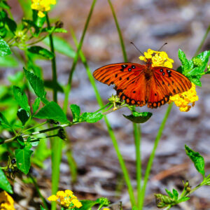 Orange Monarch on Yellow Flowers *