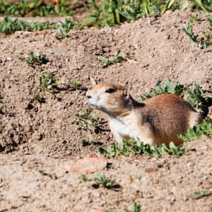Arvada Prairie Dog *