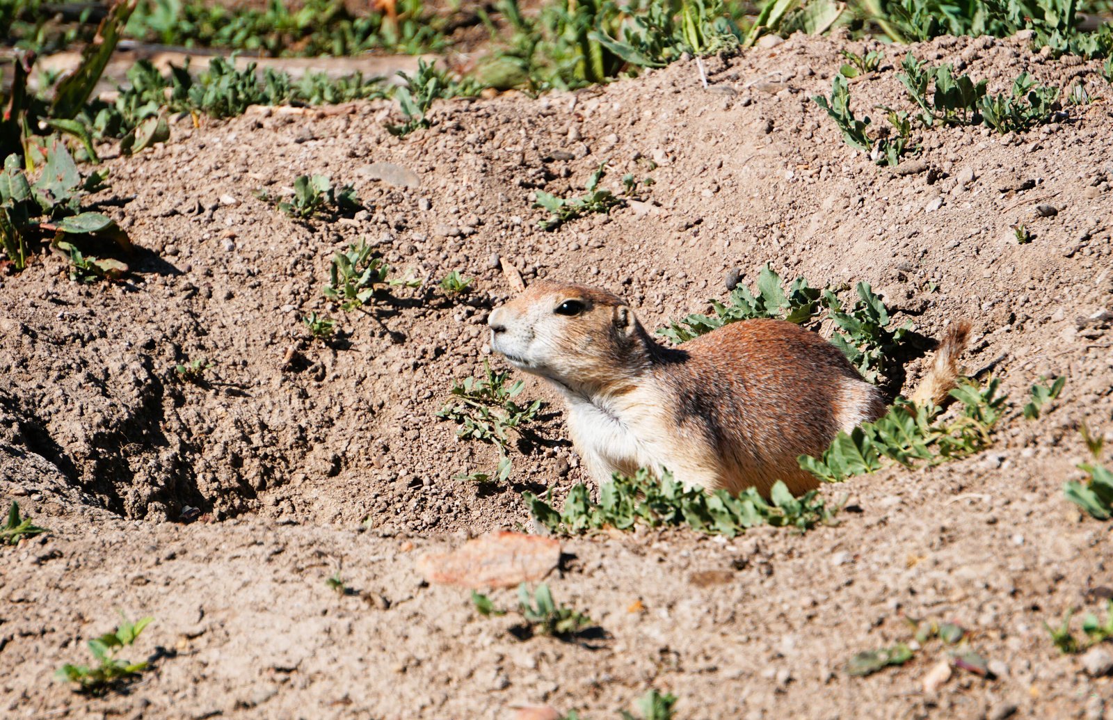 Arvada Prairie Dog *