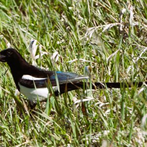 Arvada Magpie *