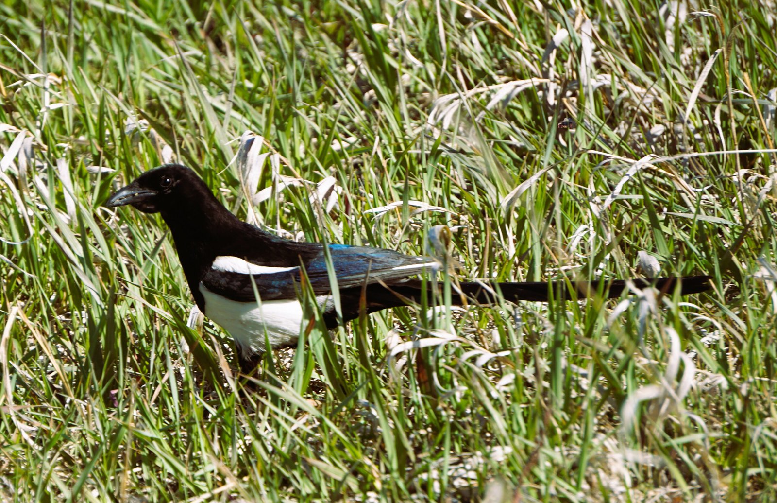 Arvada Magpie *
