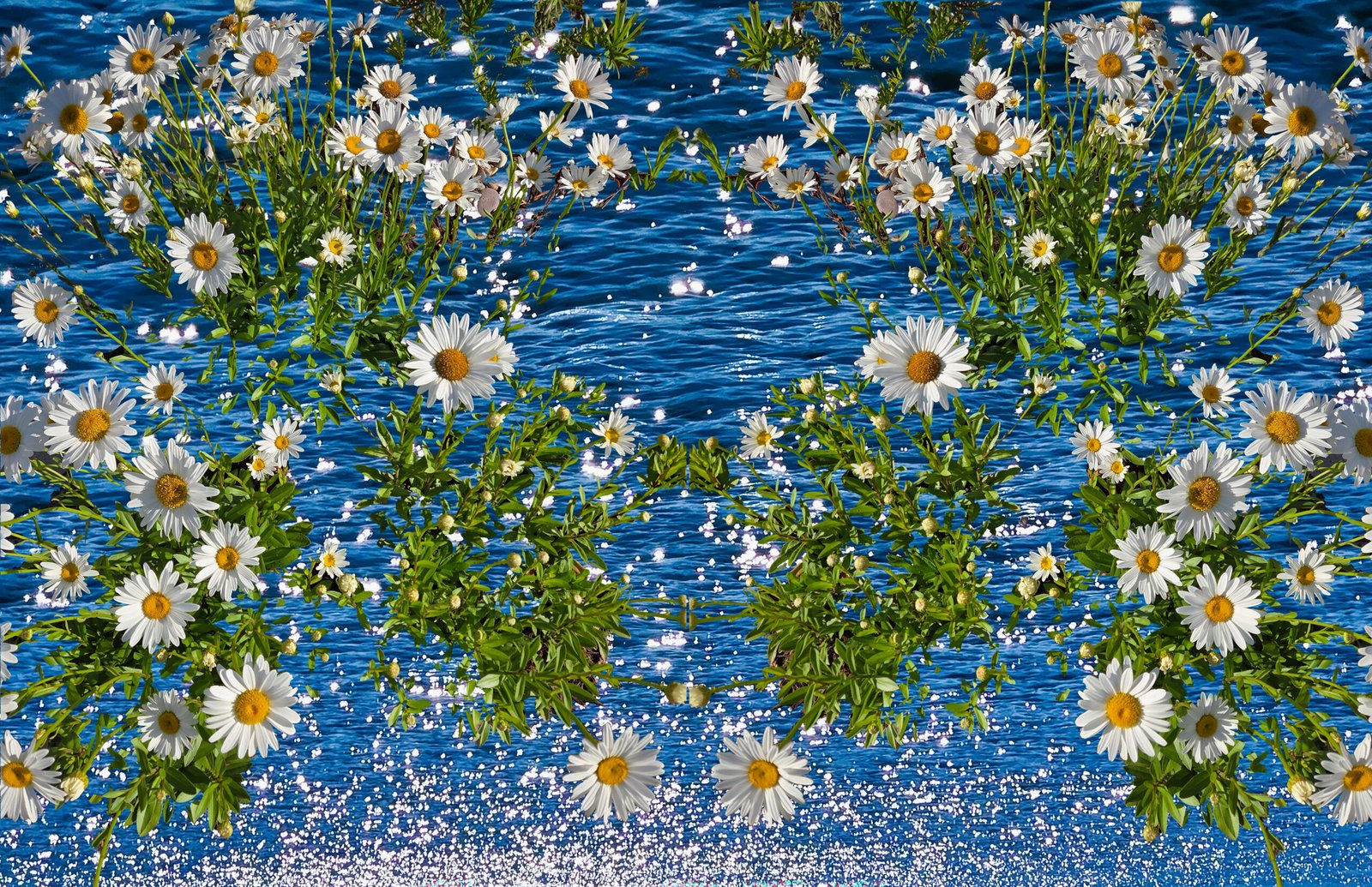 Water Daisies *