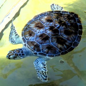 Turtle Touch *