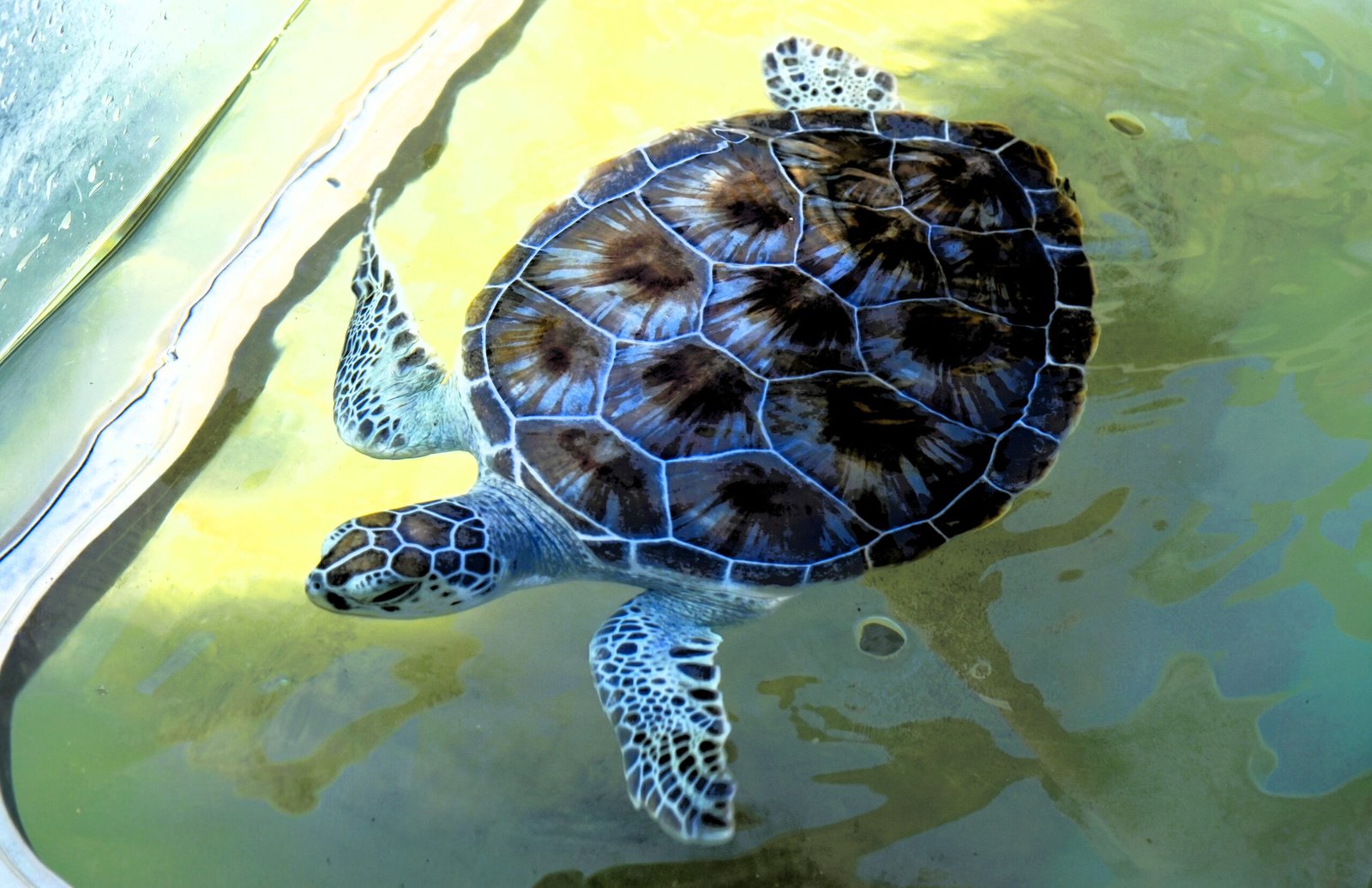Turtle Touch *